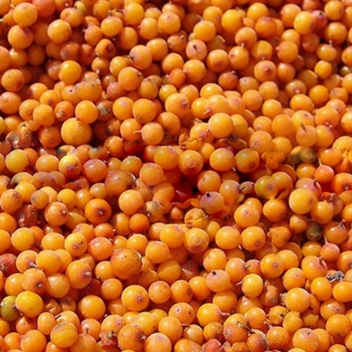 Picture of Berries Frozen Sea-Buckthorn AmbeRye 300 g, 30 packs per box
